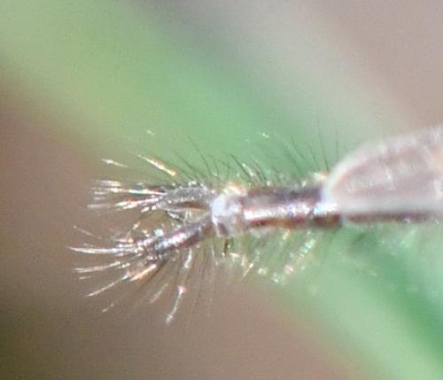 Chaoborus sp.